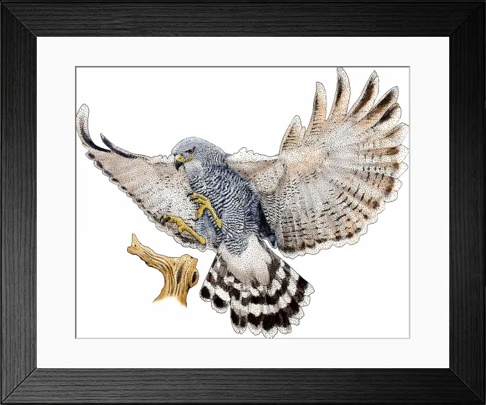 Framed Print : Gray hawk (Buteo nitidus) alighting. Illustration Framed Print : Gray hawk (Buteo nitidus) alighting. Illustration