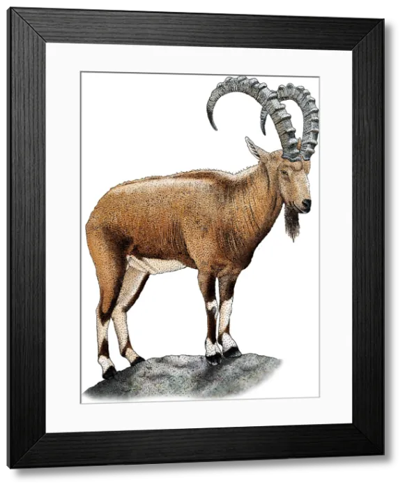 Framed Print : Nubian Ibex