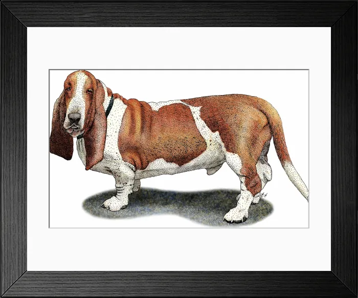 Framed Print : Basset hound