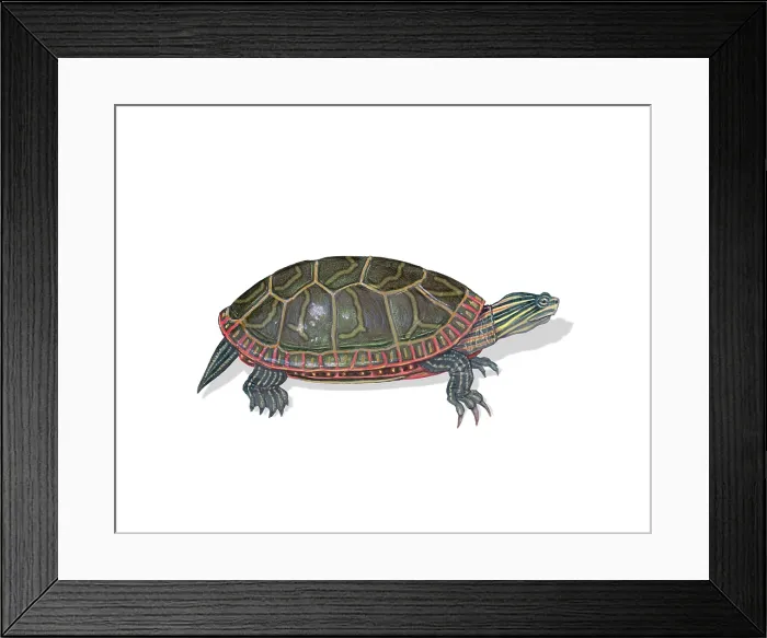 Framed Print : Painted Turtle Framed Print : Painted Turtle