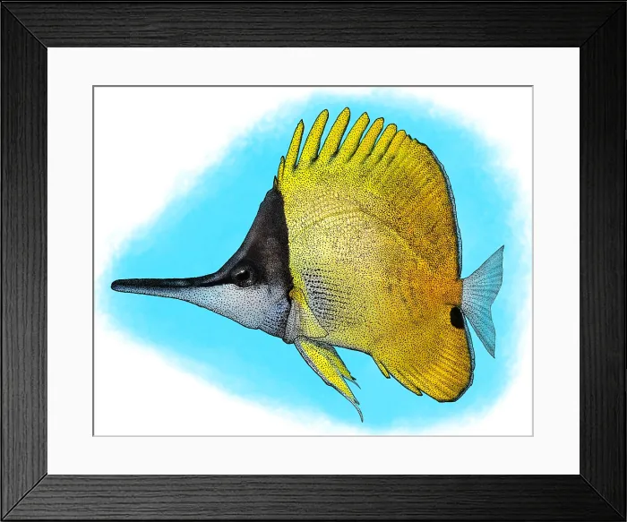 Framed Print : Yellow Longnose Butterflyfish Framed Print : Yellow Longnose Butterflyfish