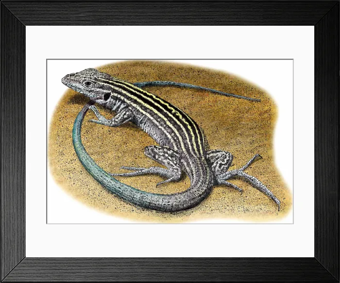 Framed Print : New Mexico Whiptail Lizard Framed Print : New Mexico Whiptail Lizard