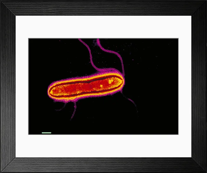 Framed Print : Pseudomonas cepacea Framed Print : Pseudomonas cepacea