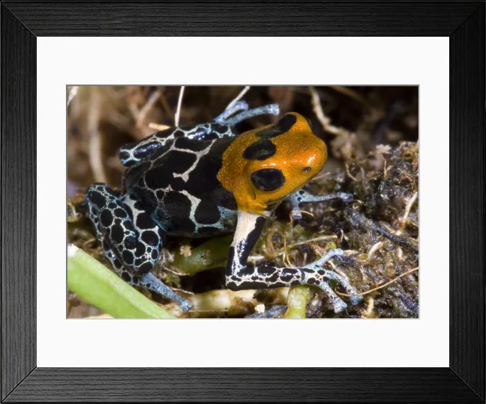 Framed Print : Crowned Poison Frog Framed Print : Crowned Poison Frog