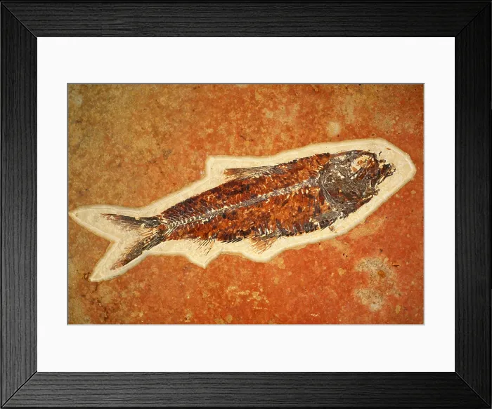 Framed Print : Fish fossil