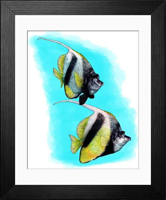 Framed Print : Red Sea Bannerfish