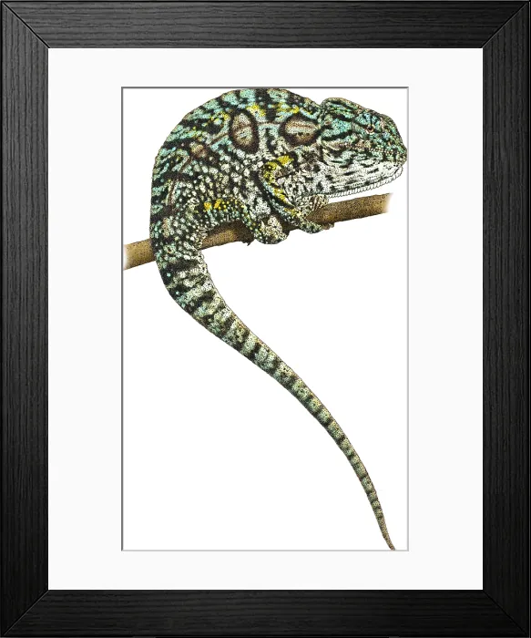 Framed Print : Carpet Chameleon, Illustration