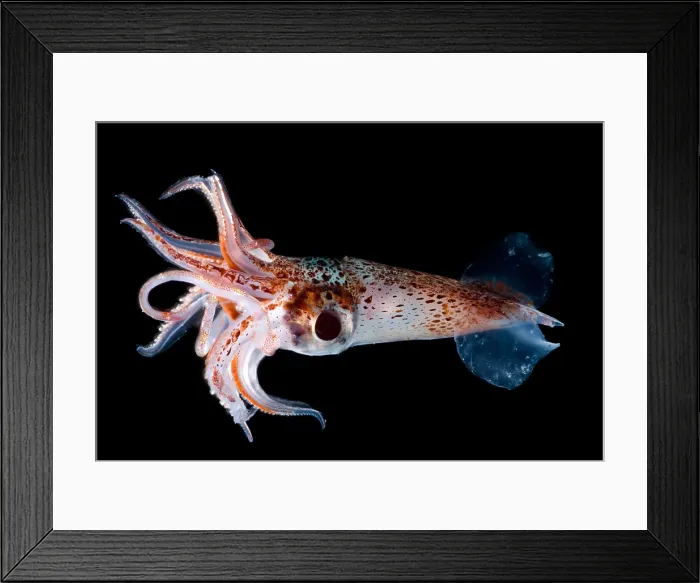 Framed Print : Jewel Enope Squid Framed Print : Jewel Enope Squid