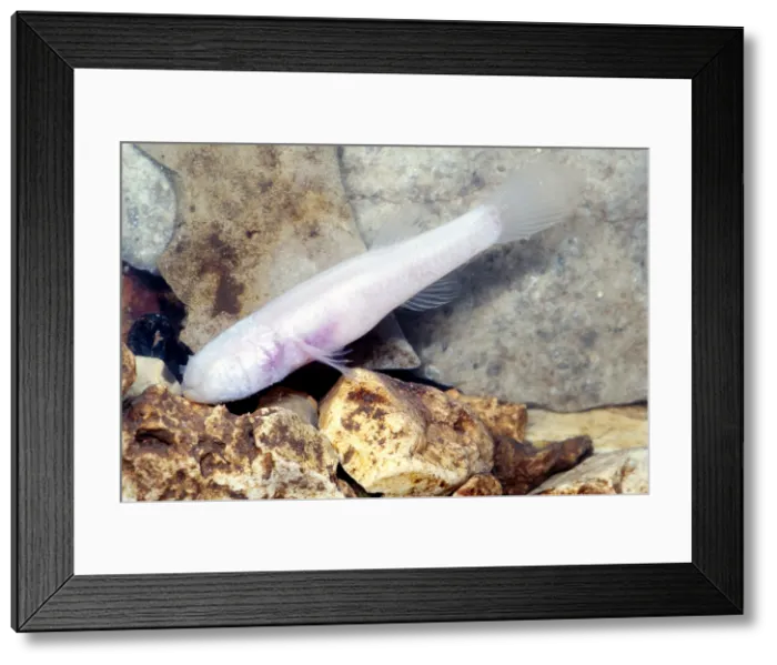 Framed Print : Ozark blind cave fish (Amblyopsis rosae) Framed Print : Ozark blind cave fish (Amblyopsis rosae)