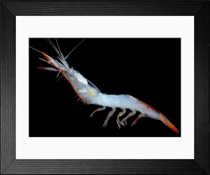 Framed Print : Deep Water Shrimp Framed Print : Deep Water Shrimp
