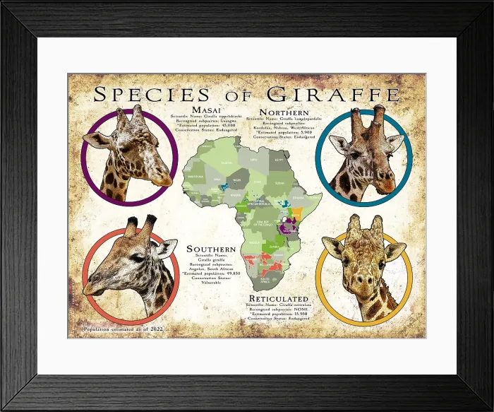 Framed Print : Species of Giraffe Framed Print : Species of Giraffe