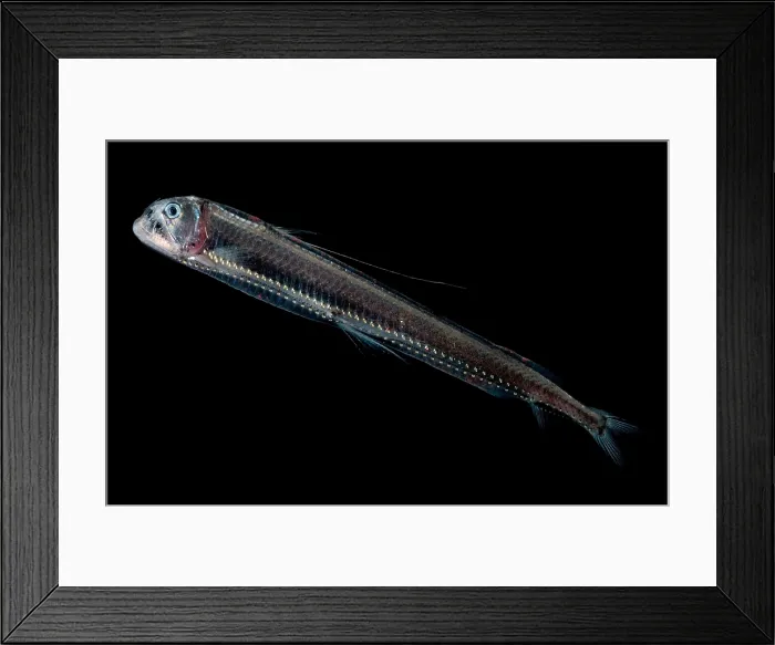 Framed Print : Sloane's Viperfish Framed Print : Sloane's Viperfish