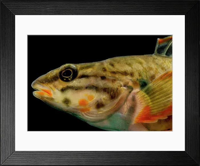 Framed Print : Redline Darter (Etheostoma rufilineatum) Framed Print : Redline Darter (Etheostoma rufilineatum)