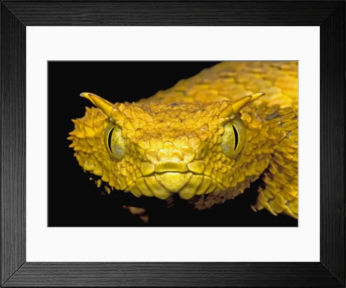 Framed Print : Usambara Eyelash Bush Viper Framed Print : Usambara Eyelash Bush Viper