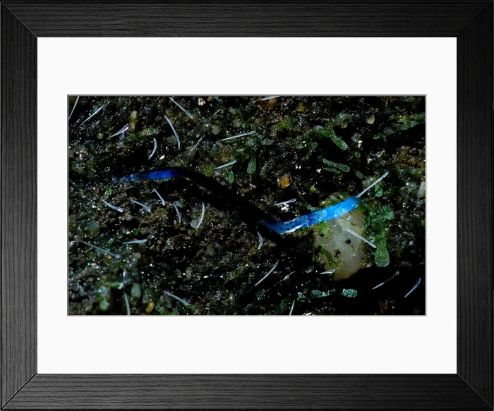 Framed Print : Glowworm. A variety of invertebrates go by the name of glowworm Framed Print : Glowworm. A variety of invertebrates go by the name of glowworm