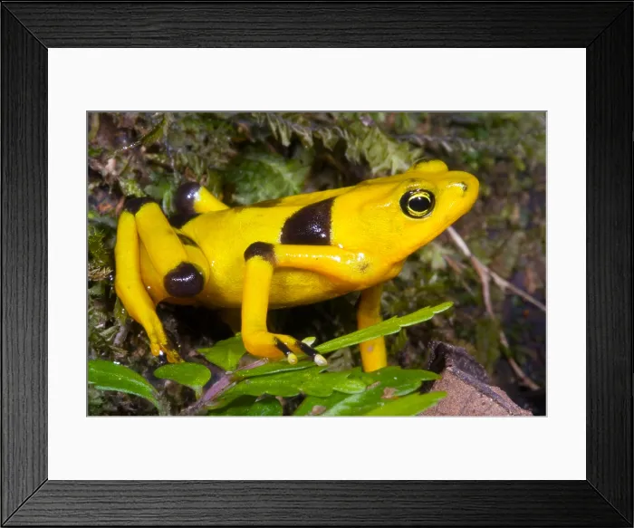 Framed Print : Harlequin Toad Framed Print : Harlequin Toad