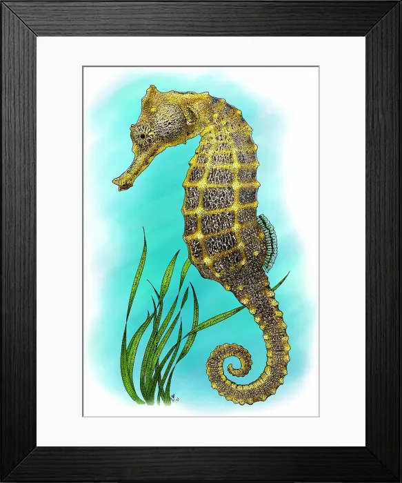 Framed Print : Pacific seahorse Framed Print : Pacific seahorse