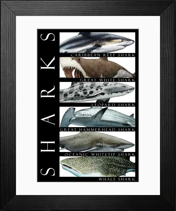 Framed Print : Sharks of the World Framed Print : Sharks of the World