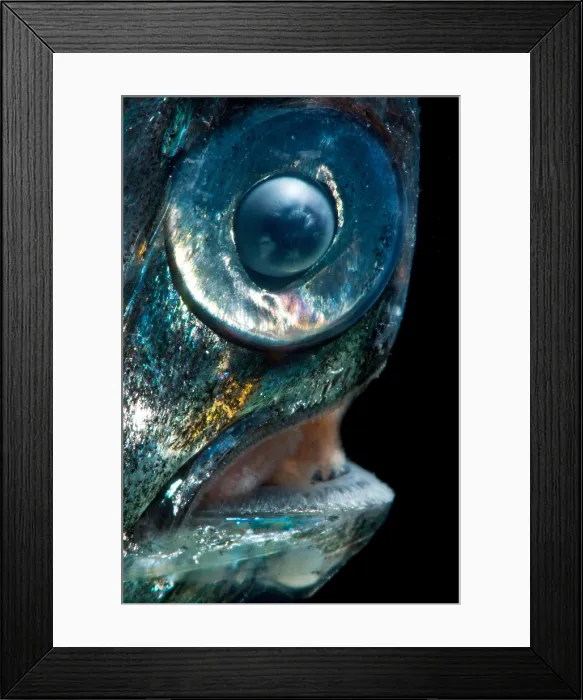 Framed Print : Highlight Hatchetfish (Sternoptyx pseudobscura) Framed Print : Highlight Hatchetfish (Sternoptyx pseudobscura)