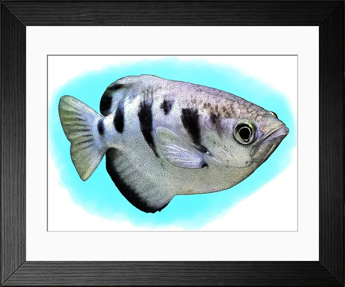 Framed Print : Banded Archerfish, Illustration Framed Print : Banded Archerfish, Illustration