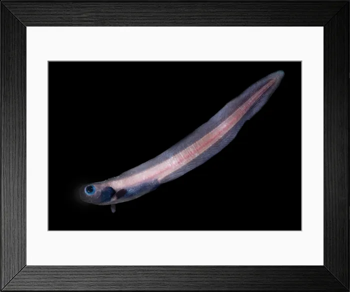 Framed Print : Midwater Eelpout Framed Print : Midwater Eelpout