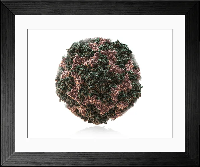 Framed Print : Human Rhinovirus Framed Print : Human Rhinovirus