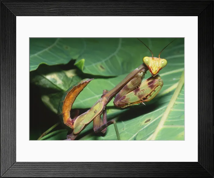 Framed Print : Mantid instar