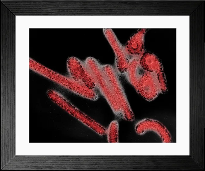 Framed Print : Marburg virus Framed Print : Marburg virus