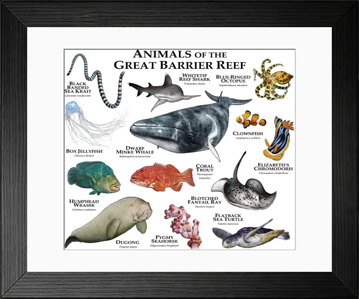 Framed Print : Animals of the Great Barrier Reef Framed Print : Animals of the Great Barrier Reef