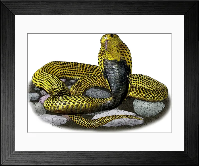 Framed Print : Southern Philippine Cobra Framed Print : Southern Philippine Cobra