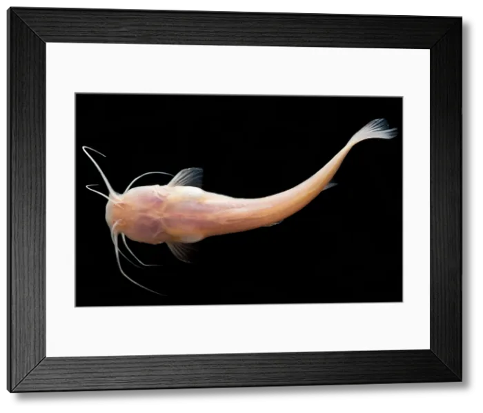 Framed Print : Chinese Blindcat (Xiurenbagrus dorsalis) Framed Print : Chinese Blindcat (Xiurenbagrus dorsalis)