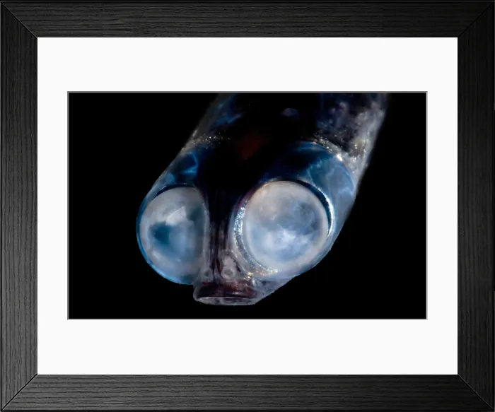 Framed Print : Deep-Sea Google-Eye Framed Print : Deep-Sea Google-Eye
