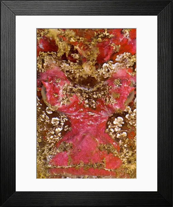 Framed Print : Reef Stone Fish Framed Print : Reef Stone Fish