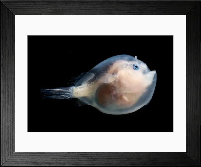 Framed Print : Black Seadevil (Melanocetus sp.) Framed Print : Black Seadevil (Melanocetus sp.)
