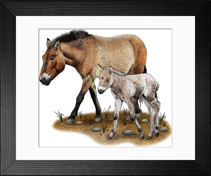 Framed Print : Przewalski's Horse and Foal Framed Print : Przewalski's Horse and Foal