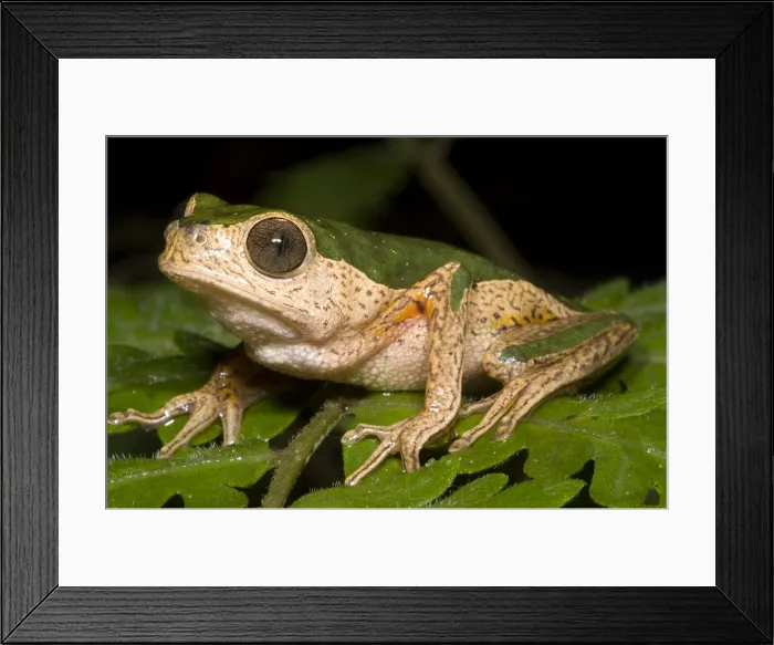 Framed Print : Monkey Frog Framed Print : Monkey Frog