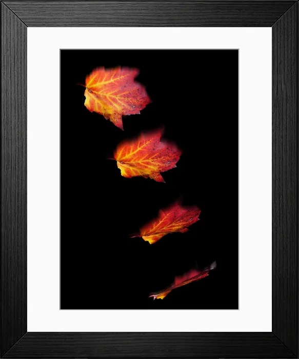 Framed Print : Falling Leaves Framed Print : Falling Leaves