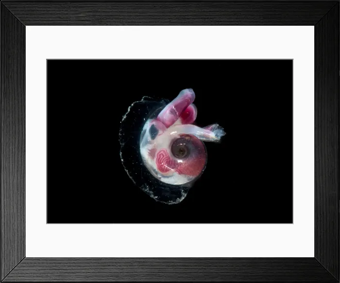 Framed Print : Heteropod Mollusk
