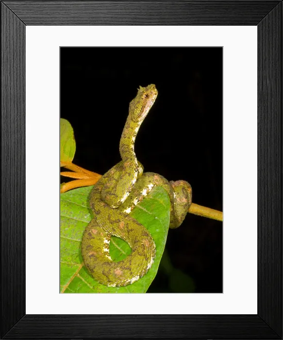 Framed Print : Eyelash Viper Framed Print : Eyelash Viper