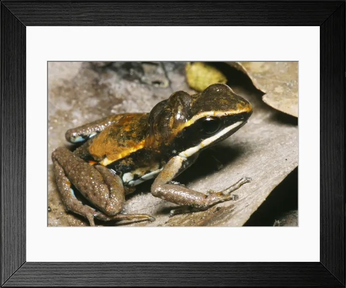 Framed Print : Poison Dart Frog with Tadpoles Framed Print : Poison Dart Frog with Tadpoles