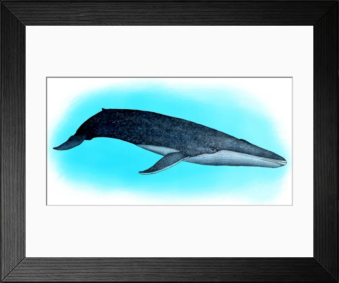 Framed Print : Blue Whale