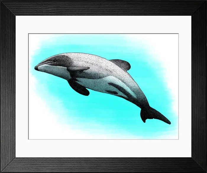 Framed Print : Mauis Dolphin Framed Print : Mauis Dolphin