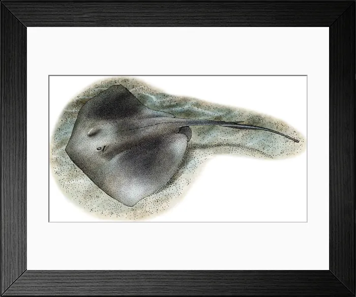 Framed Print : Southern Stringray Framed Print : Southern Stringray