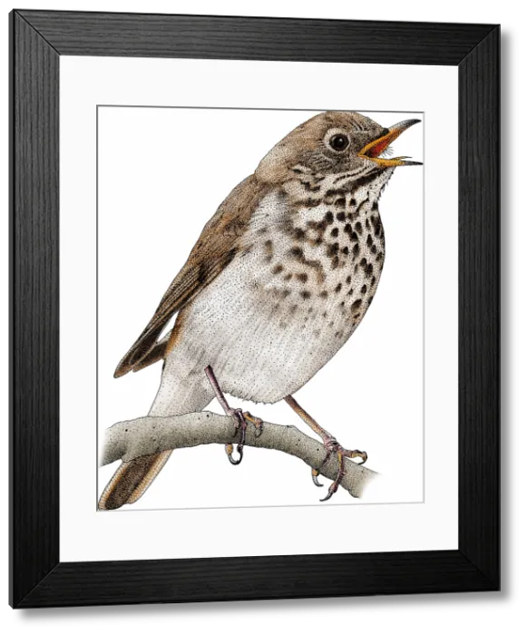 Framed Print : Hermit Thrush