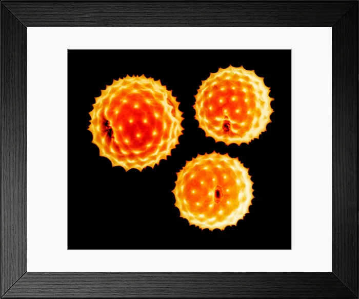 Framed Print : Ragweed Pollen Grains