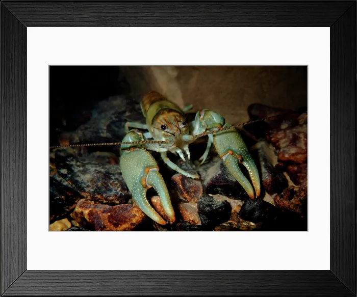 Framed Print : Ringed Crayfish, Orconectes neglectus