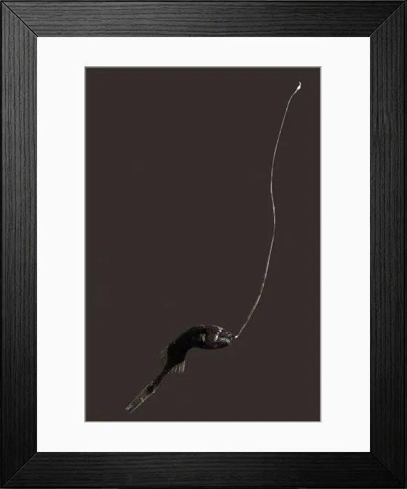 Framed Print : Whipnose Anglerfish female (G. microdontis) Framed Print : Whipnose Anglerfish female (G. microdontis)