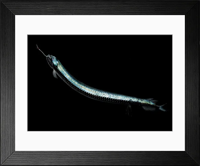Framed Print : Gunther's Boafish Framed Print : Gunther's Boafish