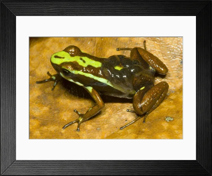 Framed Print : Poison Frog with Tadpoles Framed Print : Poison Frog with Tadpoles