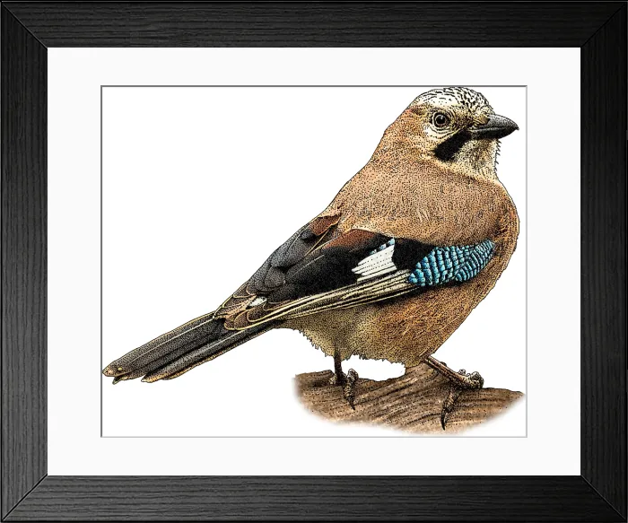 Framed Print : Eurasian Jay Framed Print : Eurasian Jay